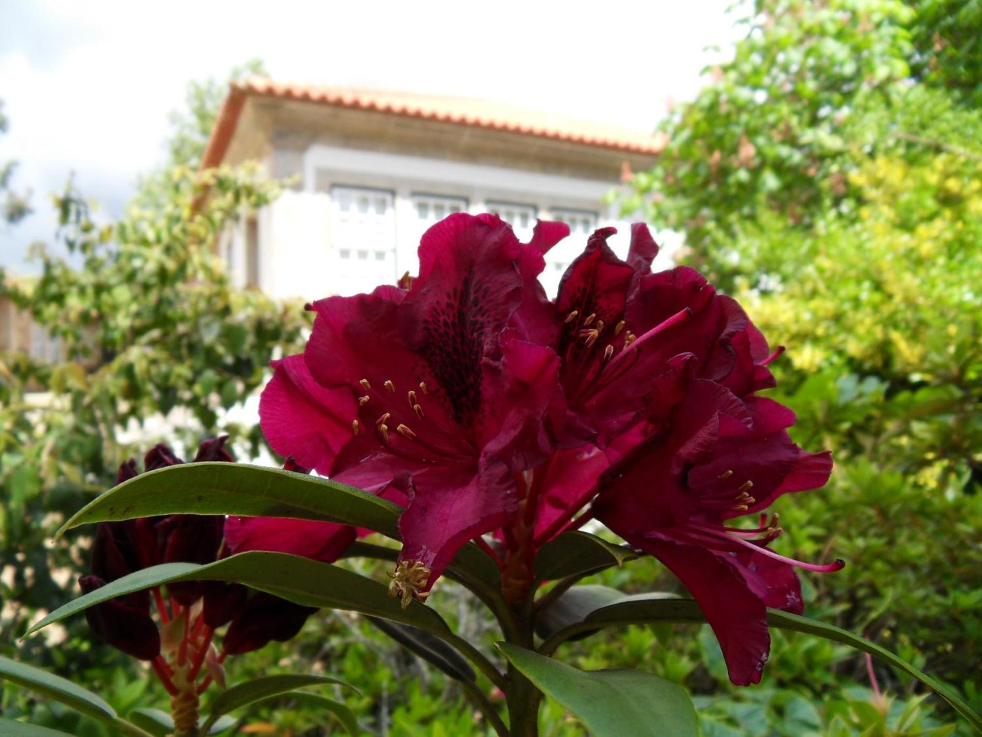 Quinta Do Bento Novo - Casa De Campo - Turismo Rural Viana do Castelo Exterior photo